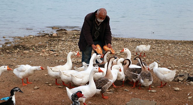 Kısıtlamada kaz ve ördeklerin ekmek mücadelesi