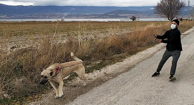 Kısıtlamada köpek dövüştürüldüğü ihbarına polis baskını