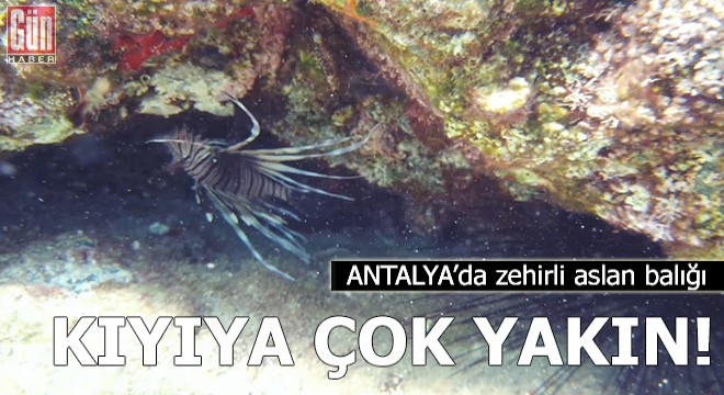 Kıyıdan 5 metre açıkta, 1 metre derinlikte zehirli aslan balığı