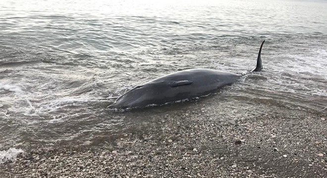 Kıyıya vuran balina, kurtarılarak denize bırakıldı
