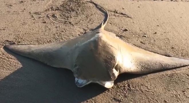 Kıyıya vuran  mandabaş vatozu  denize bırakıp yaşamasını sağladı