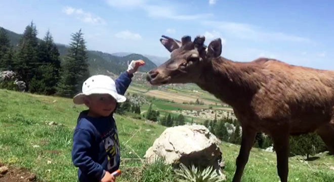 Kızıl geyik köye indi; çocuğun sevme anı kamerada