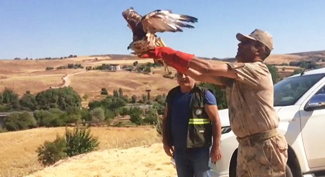 Kızıl şahin, tedavisinin ardından doğaya bırakıldı