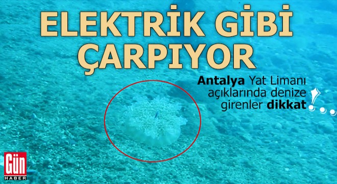 Kızıldeniz den geldi Antalya Yat Limanı açıklarına yerleşti