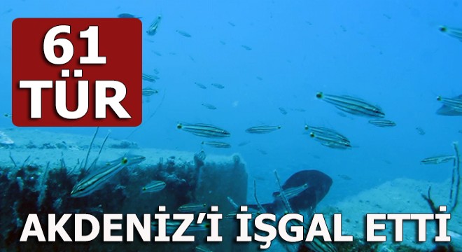 Kızıldeniz den gelen 61 tür, Akdeniz i işgal etti