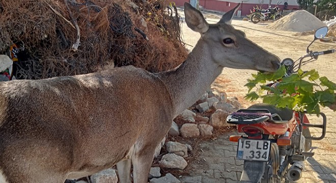 Kızılgeyik köy kahvehanesine girdi