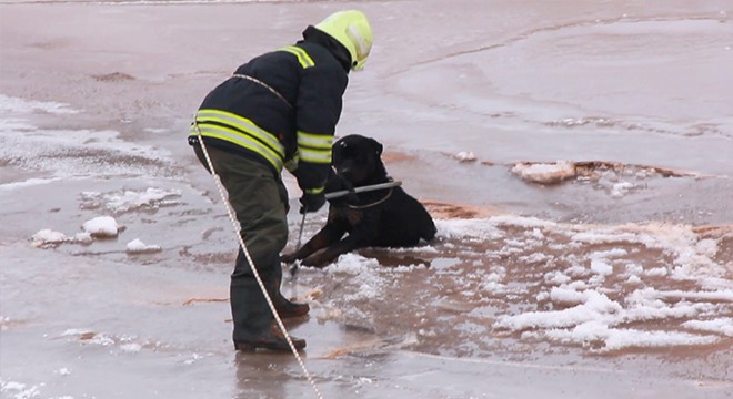 Kızılırmak'ta mahsur kalan köpeği itfaiye kurtardı