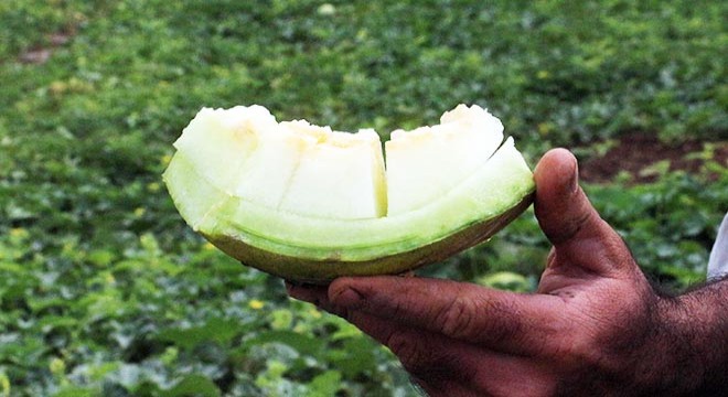 Kızılırmak kavununda düşük rekolte endişesi