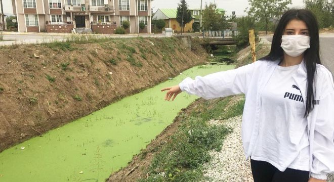 Kocaeli'de derenin rengi yeşile döndü