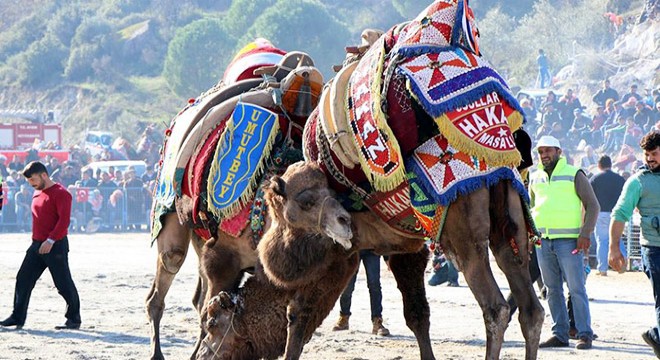 Koçarlı da deve güreşlerine yoğun ilgi