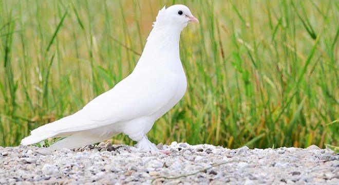 Komşuların güvercin pazarlığı kanlı bitti, 1 ağır yaralı