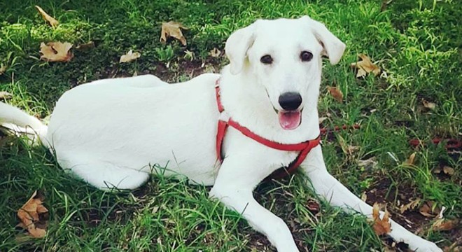 Komşunun öldürdüğü köpeğin sahibi Kaçmaz: O benim oğlumdu