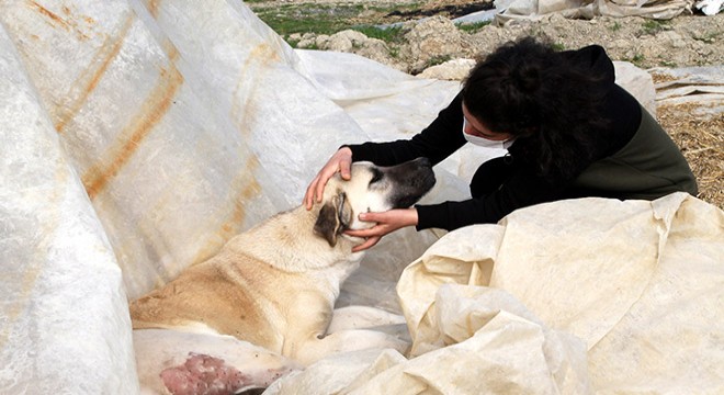 Komşusu, üniversiteli Fatma’nın köpeğini vurdu