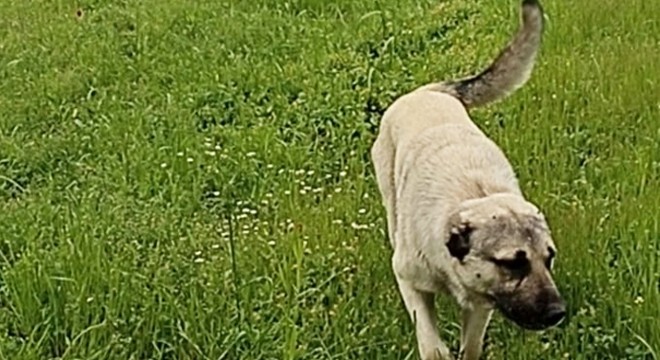 Komşusunun köpeğini bıçaklayarak öldürdü