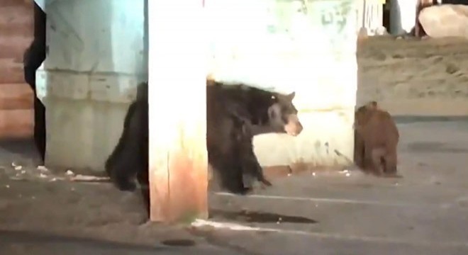 Konteynerda mahsur kalan yavru ayıyı polis kurtardı