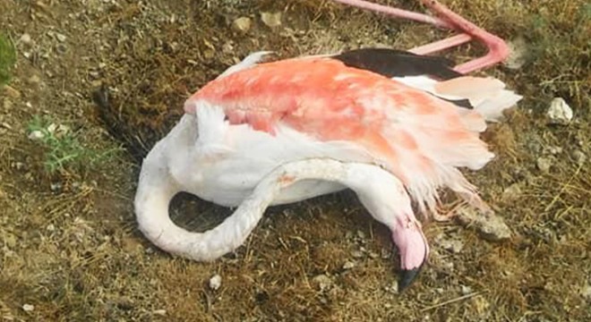 Konya'da 20 flamingo telef oldu