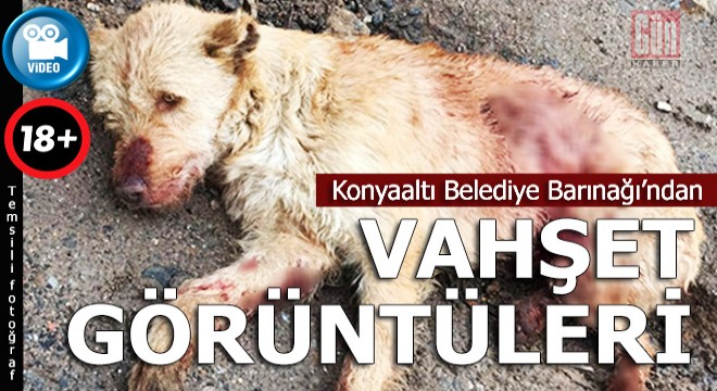 Konyaaltı Belediye Barınağı'ndan dehşet videosu