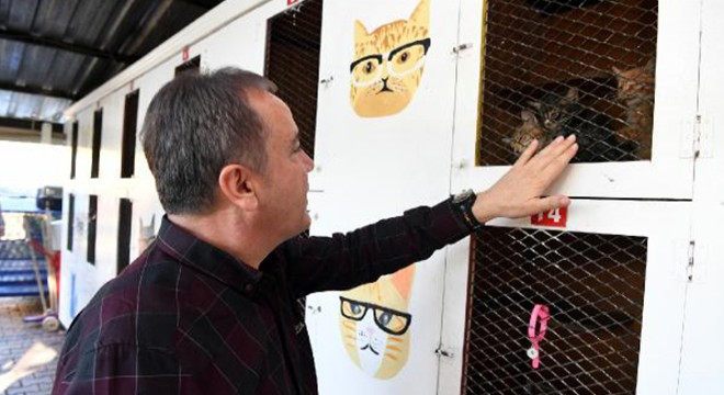 Konyaaltı Belediyesi 'kedi barınağı' inşasına başladı