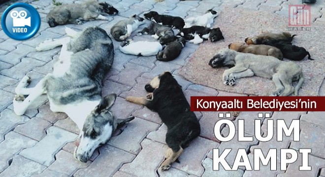 Konyaaltı Belediyesi'nin ölüm kampından dehşet görüntüleri