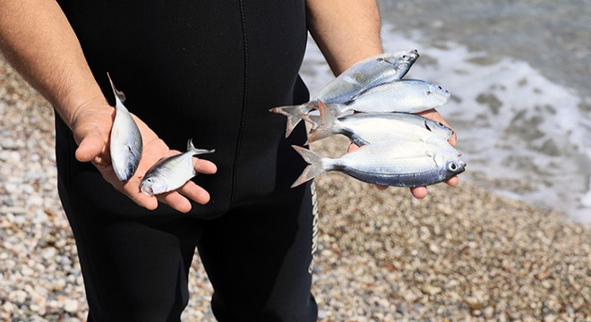 Konyaaltı Sahili'nde 'zehirli ekmek' ile balık avı