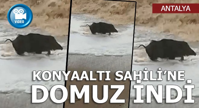 Konyaaltı Sahili'ne domuz indi