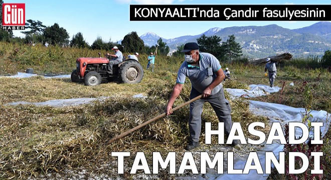 Konyaaltı'nda Çandır fasulyesinin hasadı tamamlandı