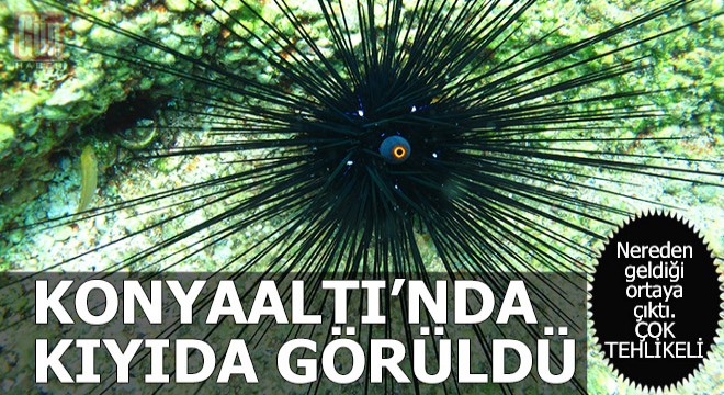 Konyaaltı'nda falezlerin hemen dibinde denizde bulundu