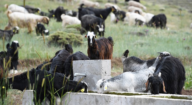 Konyaaltı'nda hayvanlar zengin otlarla besleniyor
