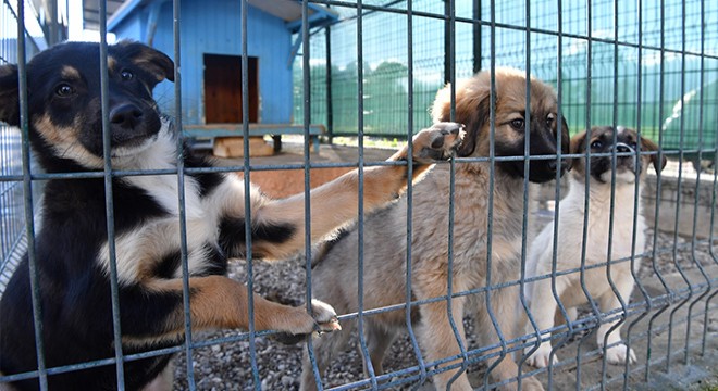 Konyaaltı'nda sokak canlarına 23 ton mama