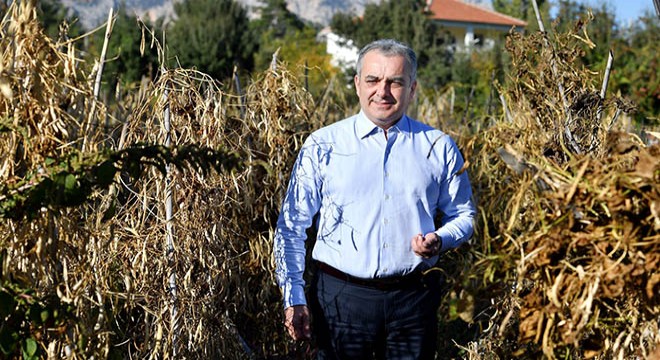 Konyaaltı örnek oldu, fasulyede üretim arttı