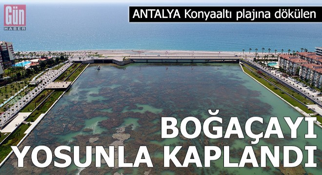 Konyaaltı plajına dökülen Boğaçayı yosunla kaplandı