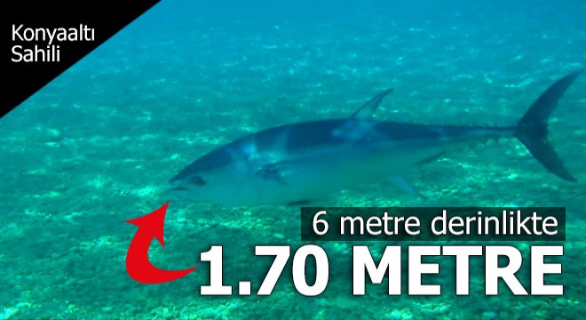 Konyaaltı sahilinde  6 metre derinlikte göründü