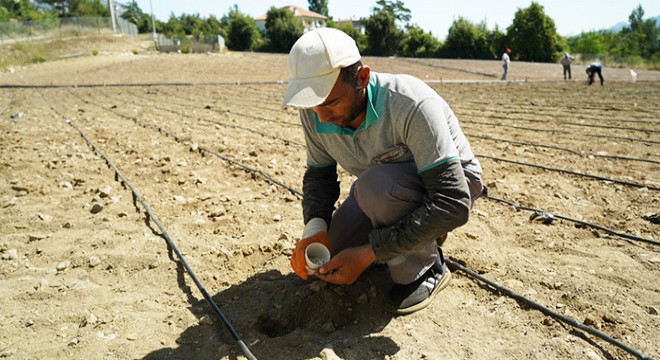 Konyaaltı Çandır Fasulyesi toprakla buluştu