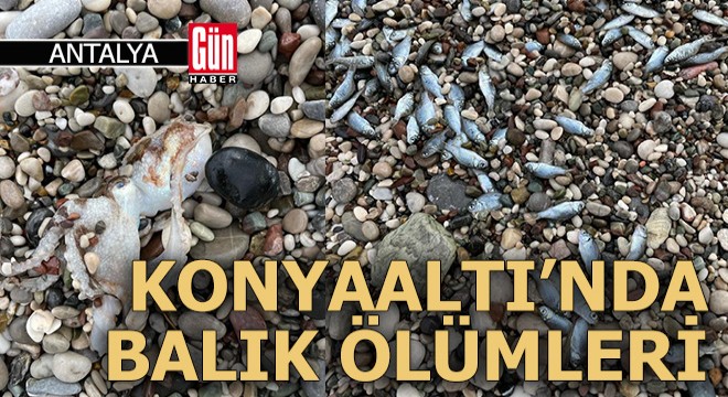 Konyaaltı Sahili nde balık ölümleri