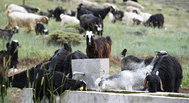 Konyaaltı nda hayvanlar zengin otlarla besleniyor