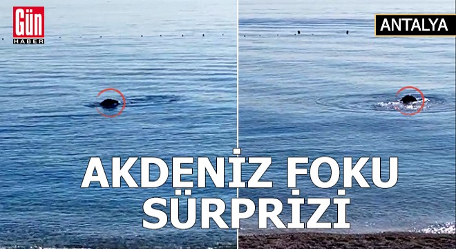 Konyaaltı sahilinde Akdeniz foku sürprizi