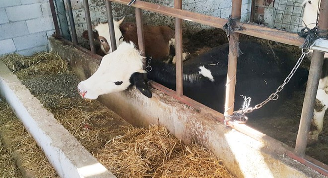 Kopan elektrik teli ahırın üzerine düştü
