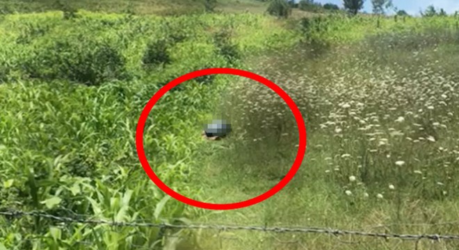 Köpeğe cinsel istismardan gözaltına alındı