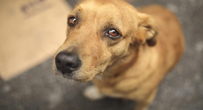 Köpeğe cinsel saldırı iddiasına gözaltı