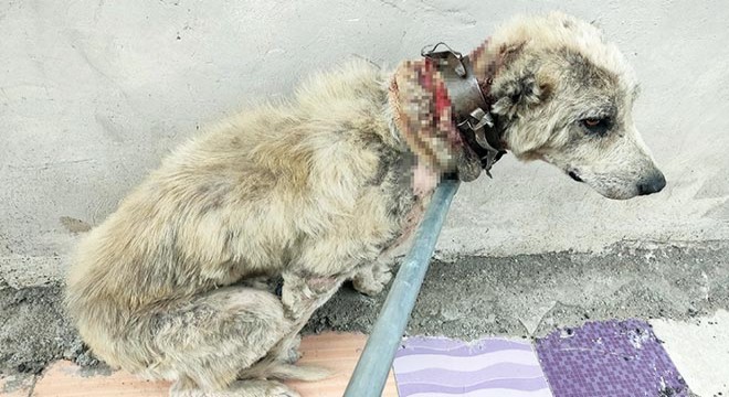 Köpeğe demir tasma ile 'işkence'