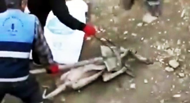 Köpeğe eziyet görüntülerine suç duyurusu