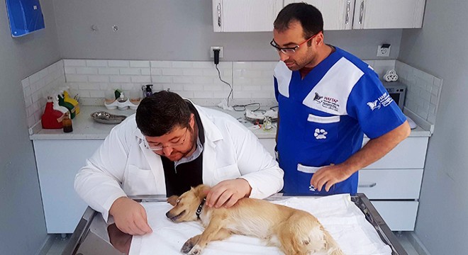 Köpeğe, 'göz yaşı bezi' ameliyatı