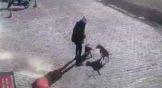 Köpeğe saldıran Pitbull'u sopayla engellediler