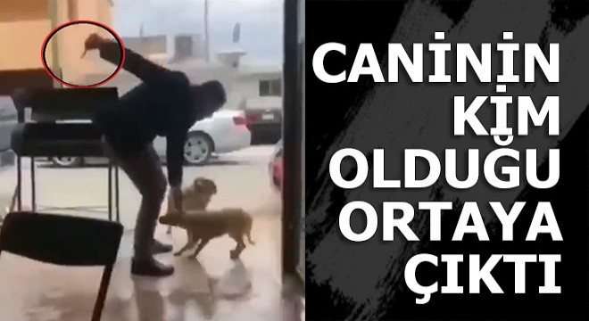 Köpeğe böyle saldırdı