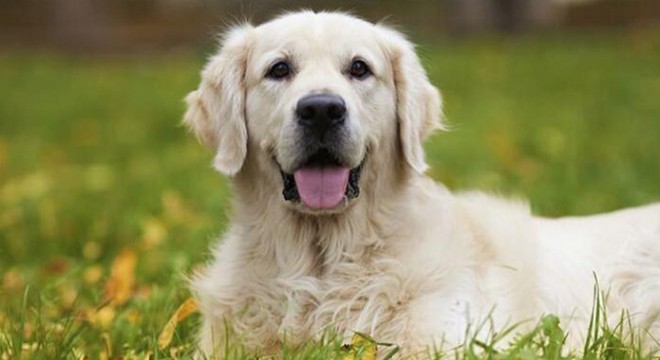 Köpeğe şiddet uygulayan şüpheli gözaltına alındı