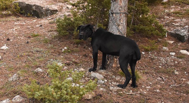 Köpeğe tecavüz iddiasıyla 2 kişiye gözaltı