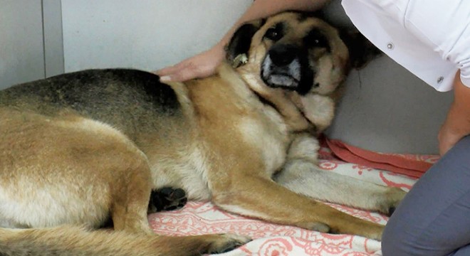 Köpeği boğmaya çalışan saldırgan tekrar gözaltında