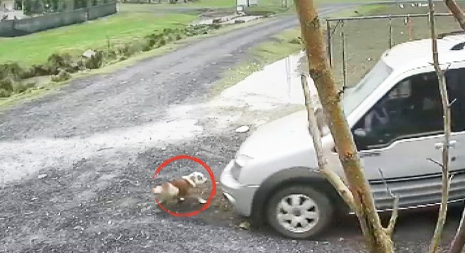 Köpeği ezen sürücü yoluna devam etti