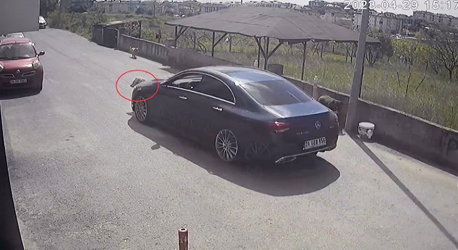 Köpeği göz göre göre ezdi yoluna devam etti