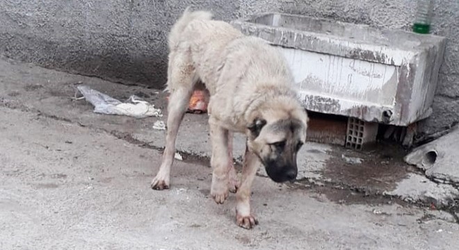 Köpeği tüfekle yaralayıp, serbest kaldı
